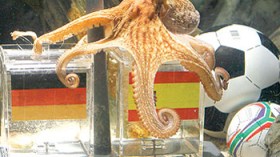 الأخطبوط  بول  يتوقع  فوز  إسبانيا  على  هولندا  في  نهائي  كأس  العالم