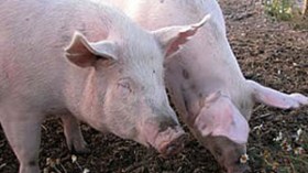 فريق طبي كوري جنوبي يفك الشيفرة الجينية لفيروس “انفلونزا الخنازير”