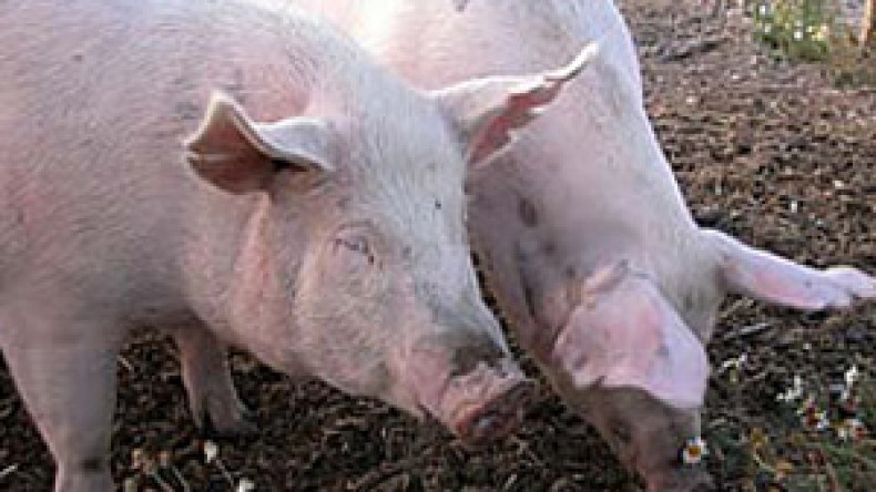 فريق طبي كوري جنوبي يفك الشيفرة الجينية لفيروس “انفلونزا الخنازير”