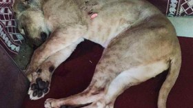 لبؤة تفترس كويتياً في حفر الباطن