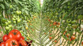 خضرواتنا تباع في اليونان و1600 طن بطاطا في أسواق الخليج