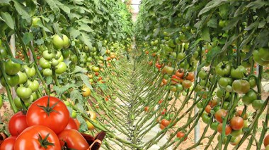 Agriculture Minister: “Algerian Vegetables sold in Greece and 1,600 tons of Potatoes exported to Gulf and European markets”