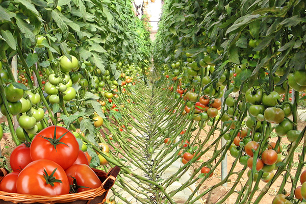 Agriculture Minister: “Algerian Vegetables sold in Greece and 1,600 tons of Potatoes exported to Gulf and European markets”