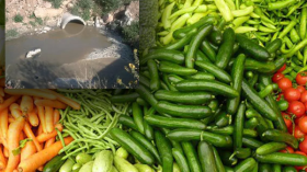 توقيف 7 فلاحين سقوا محاصيلهم بمياه “قذرة” بسكيكدة