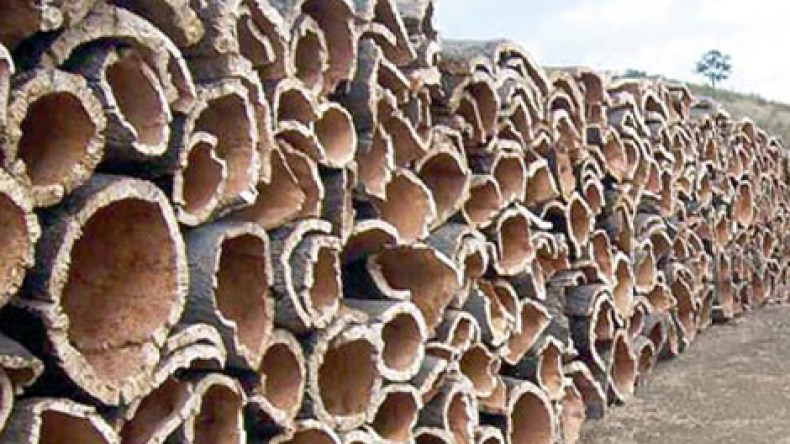 مجلس مساهمات الدولة يقضى نهائيا عن صناعة الفلين بالجزائر