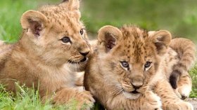 استرجاع “شبلين” حديثي الولادة سرقا من حديقة الحيوانات الحامة بالعاصمة