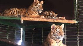 شبكة دولية تهرب النمور والأسود والثعالب