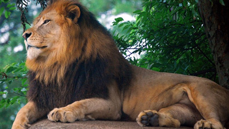 أنباء عن وجود أسد يثير هلعا وسط سكان الجهة الشرقية بالوادي