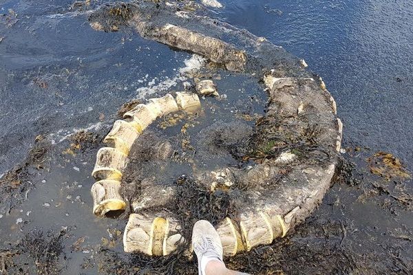 Écosse: Le mystérieux monstre du Loch Ness retrouvé échoué