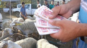 أسعار الأضاحي ستنهار خلال الأسبوع الأخير قبل العيد