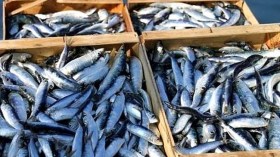 منع بيع الأسماك في الصناديق الخشبية بالعاصمة