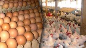 صفقة “مشبوهة” بـ7 ملايير في مؤسسة تربية الدواجن لبلعباس