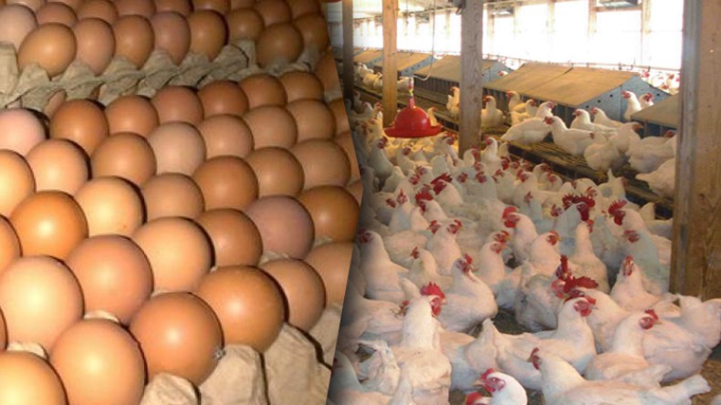 صفقة “مشبوهة” بـ7 ملايير في مؤسسة تربية الدواجن لبلعباس