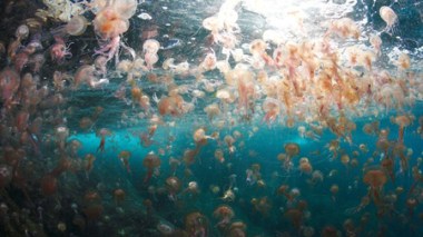 Les méduses menacent les stocks halieutiques en Méditerranée et en mer Noire