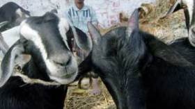 عائلات “تعيّد” على الماعز والدجاج وأخرى تشترك في الكباش