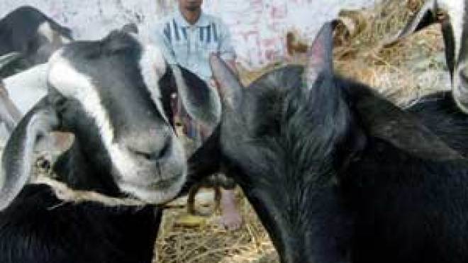 عائلات “تعيّد” على الماعز والدجاج وأخرى تشترك في الكباش