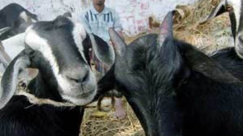 عائلات “تعيّد” على الماعز والدجاج وأخرى تشترك في الكباش