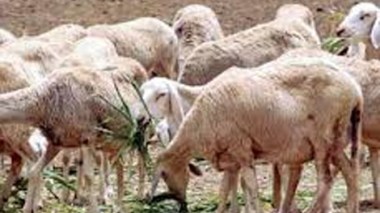 Djelfa: saisie de 130 têtes d’ovins provenant du Maroc