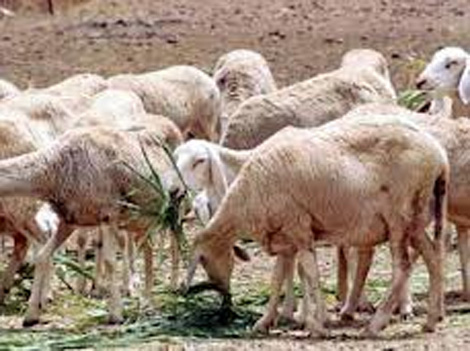 Djelfa: saisie de 130 têtes d’ovins provenant du Maroc