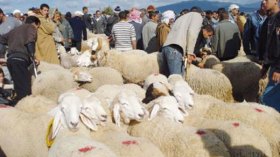 سقوط حر لأسعار المواشي والموالون متخوفون بالأغواط