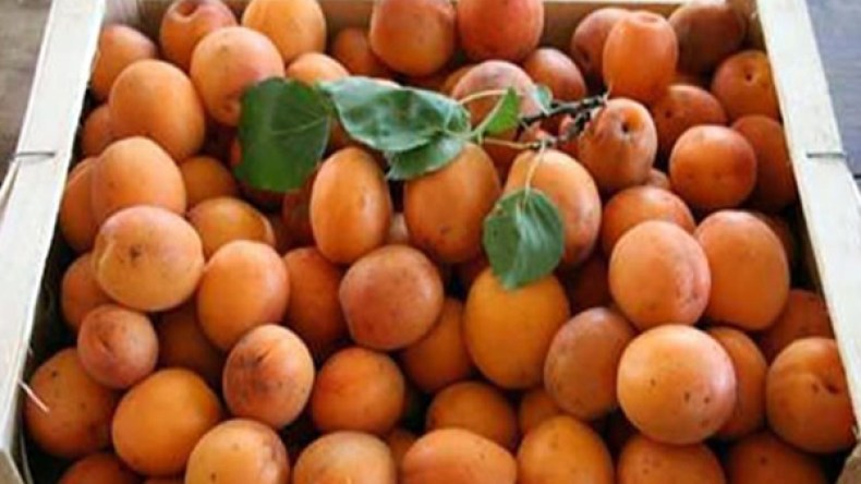 قناطير من الفواكه الناضجة.. مصيرها المزابل