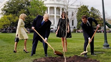 L’arbre offert par Macron à Trump n’est plus à sa place!