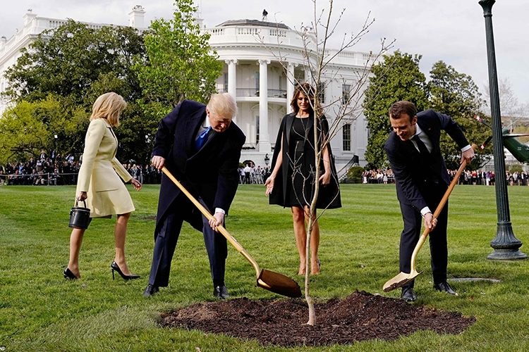 L’arbre offert par Macron à Trump n’est plus à sa place!