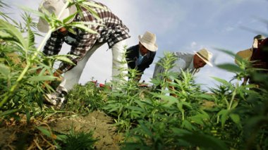 Le joint de drogue à 50 DA