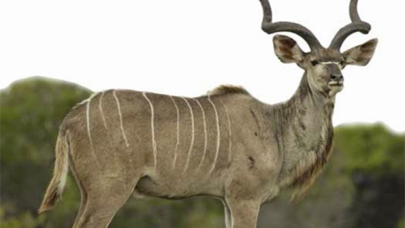 صيادون يطاردون “بقر الوحش” بالكلاشينكوف في أدغال الطارف