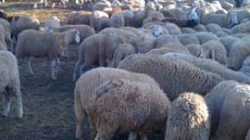 ولاية عنابة تشرع في توزيع أكثر من 2700 كبش على الفقراء والمعوزين