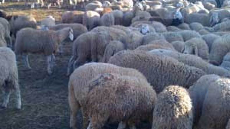 ولاية عنابة تشرع في توزيع أكثر من 2700 كبش على الفقراء والمعوزين