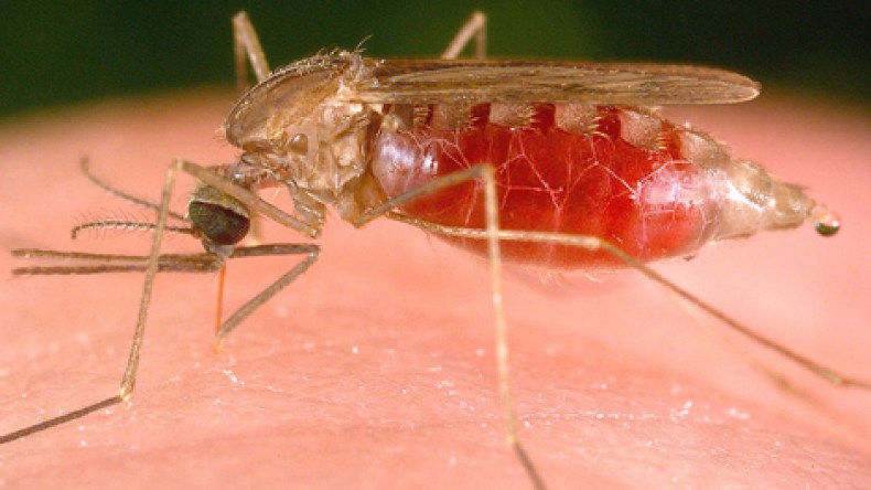 اجتماع للخبراء لبحث أسباب الإصابة بالملاريا في الجزائر