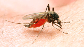 عيب وعار علينا!