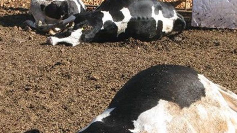 فضيحة مدوية.. بقرة “جيفة” في وجبة الطلبة بسوق اهراس!