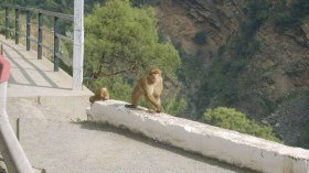 أمراض السكري والسمنة والعقم تهدد قـردة الماغو بالشفة