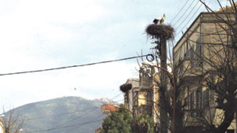 صورة وتعليق