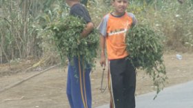 أكثر من 300 ألف طفل جزائري متمدرس يشتغلون في الصيف