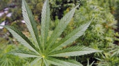 Le Maroc demeure le “principal fournisseur” mondial de cannabis (ONUDC)