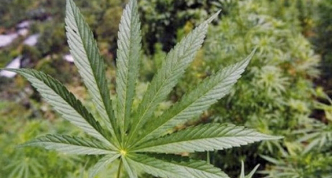 Le Maroc demeure le “principal fournisseur” mondial de cannabis (ONUDC)