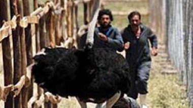 “Mascarades” doublement primé à Dubaï