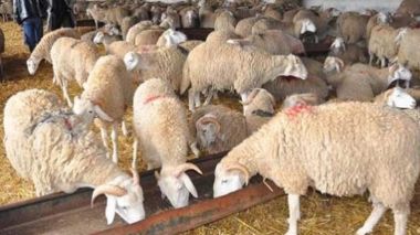 Algeria releases licences to import 3 million corn and cattle food to break prices