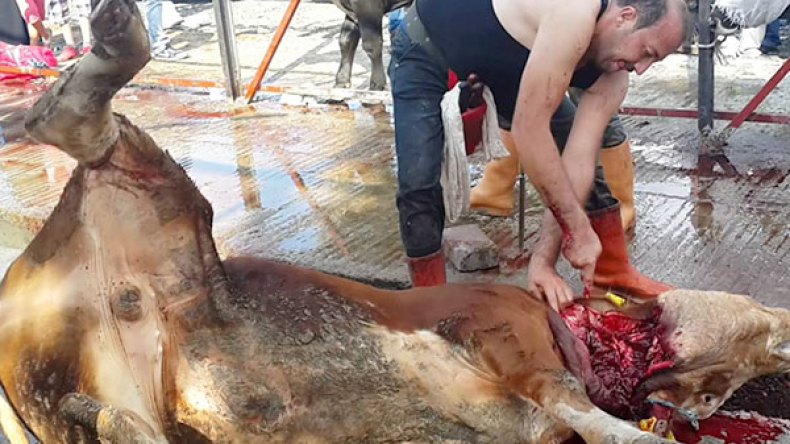 الأسعار “التعجيزية” للكباش تدفع العائلات إلى الاشتراك في شراء العجول