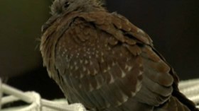 “ذا الصن” البريطانية تتهم الجزائريين بالشعوذة