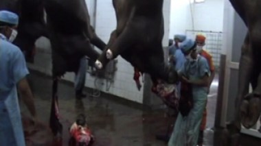 Algeria starts importing 4,000 tons of frozen meat from India