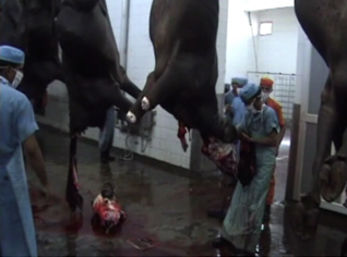 Algeria starts importing 4,000 tons of frozen meat from India