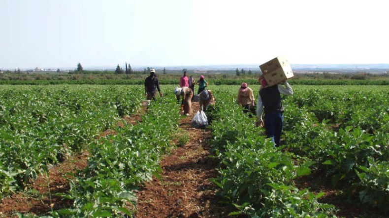 الرطوبة تهدد بانتشار أمراض المحاصيل الزراعية