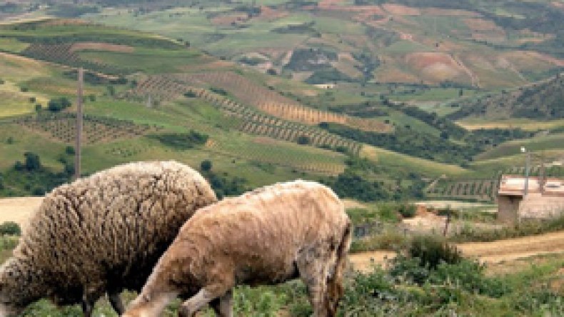 صراع على أرض يخلف وفاة شخص وجرح 10 آخرين بقصر البخاري