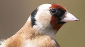 مواطن استبدل سيارته بطائر حسون و آخر طلق زوجته لأنها لم تطعم عصافيره‬