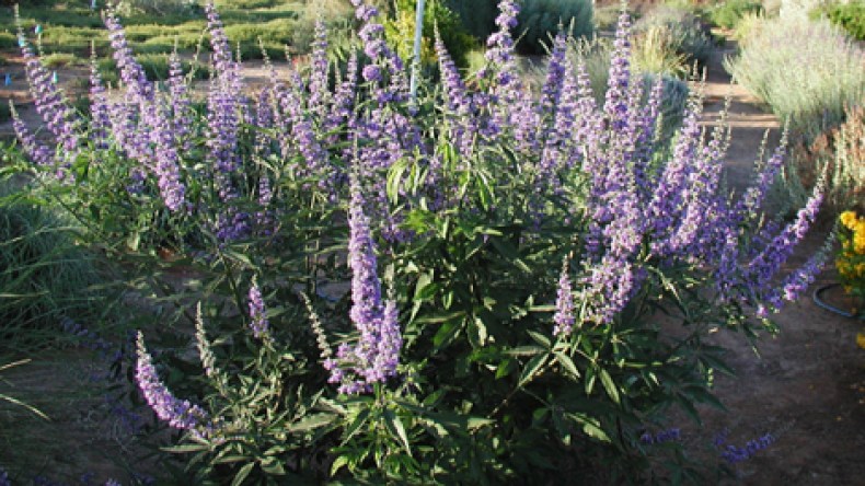 شجرة مريم لـ”حل” مشاكل العنوسة والعقم وملابس الإحرام لـ”تطهير” الجسد من قوى الشر!!