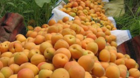 أطنان من المشمش والطماطم ترمى في المزابل .. وتستورد مجففة ومصبرة من الخارج